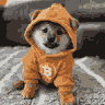 DOG/USDT